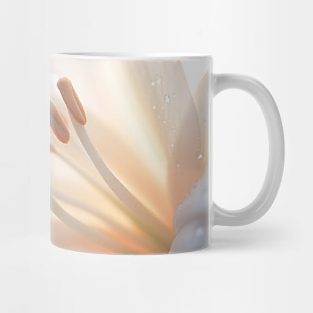 Lilium Flower Petal Nature Serene Calm by Cubebox